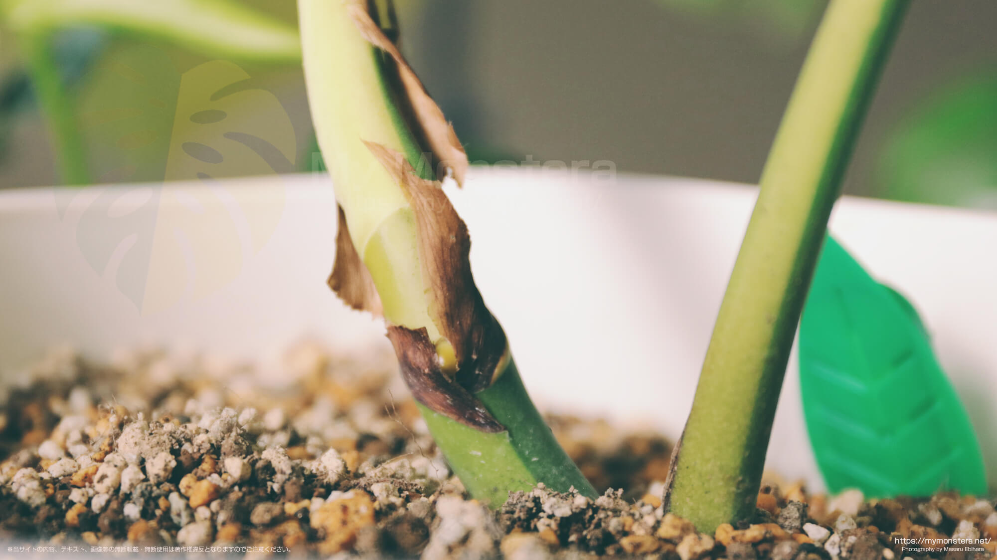 新芽展開から3日後、黄色い斑入りのモンステラボルシギアナに新たな