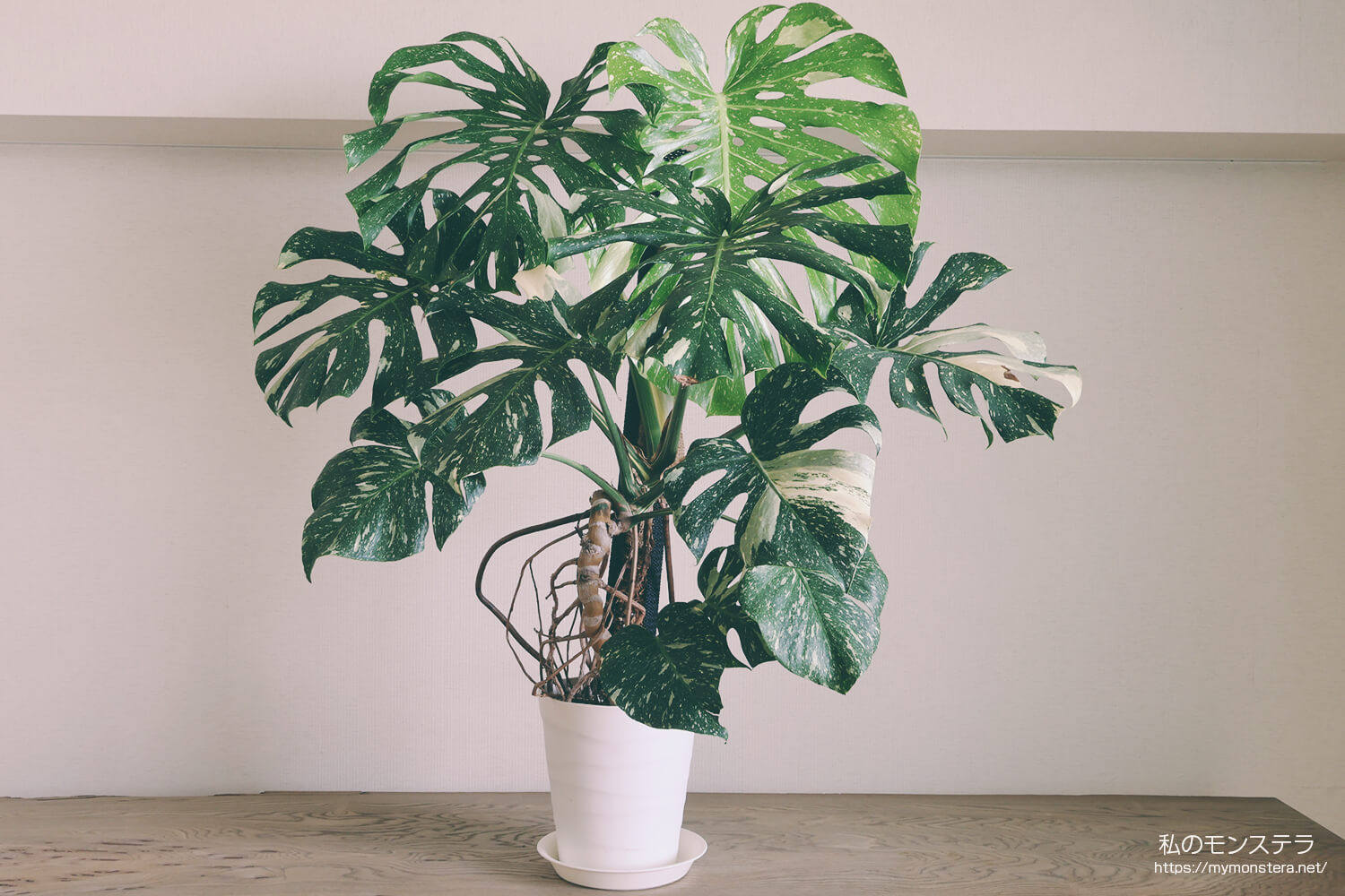 モンステラデリシオーサタイコンステレーション( Monstera​ Deliciosa