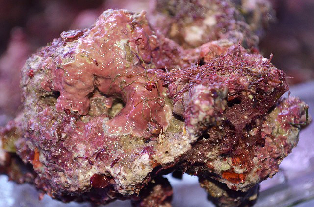 特上ライブロック入荷！ | 生麦海水魚センター