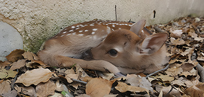 子鹿公開 ｜ 一般財団法人奈良の鹿愛護会