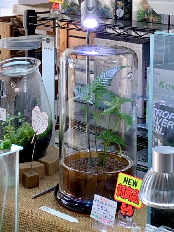 ADA 植物を楽しむガラスポット DOOA「CELL」入荷しました。 - What's
