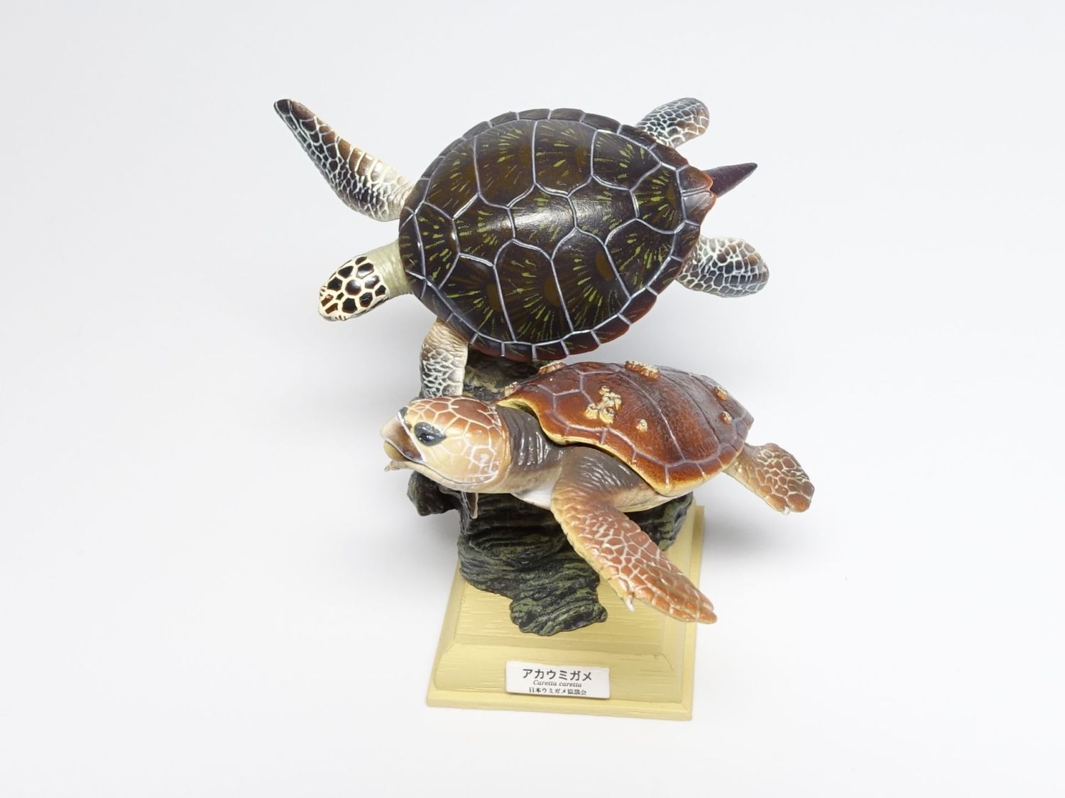 ネイチャーテクニカラー 日本のうみがめ