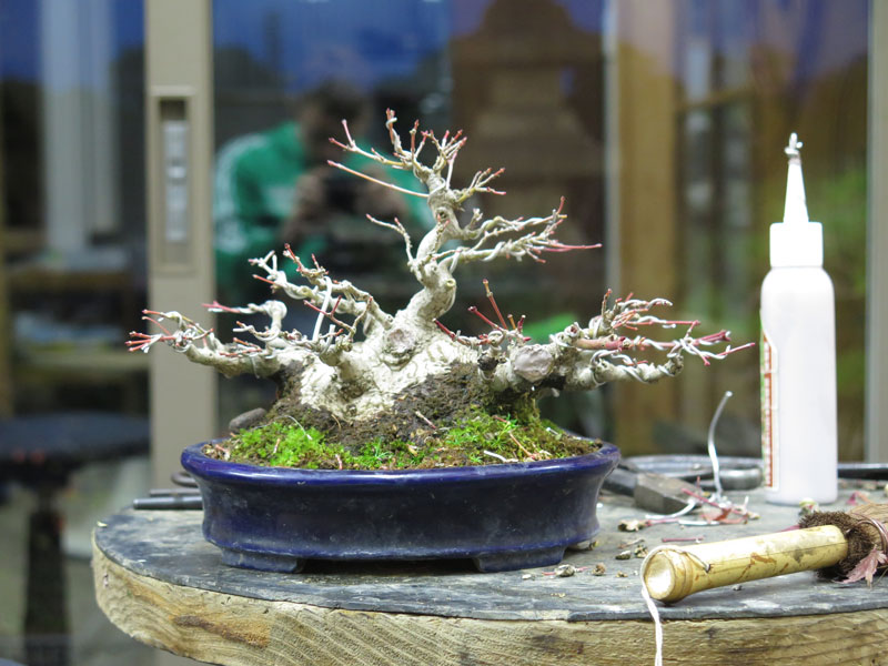 A Miyabi maple? | Nichigo Bonsai