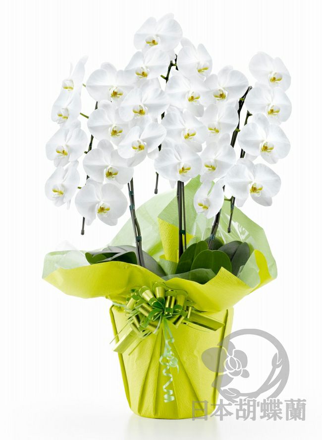 胡蝶蘭 大輪3本立ち｜豪華30輪以上・開店祝いの定番胡蝶蘭【日本胡蝶蘭】