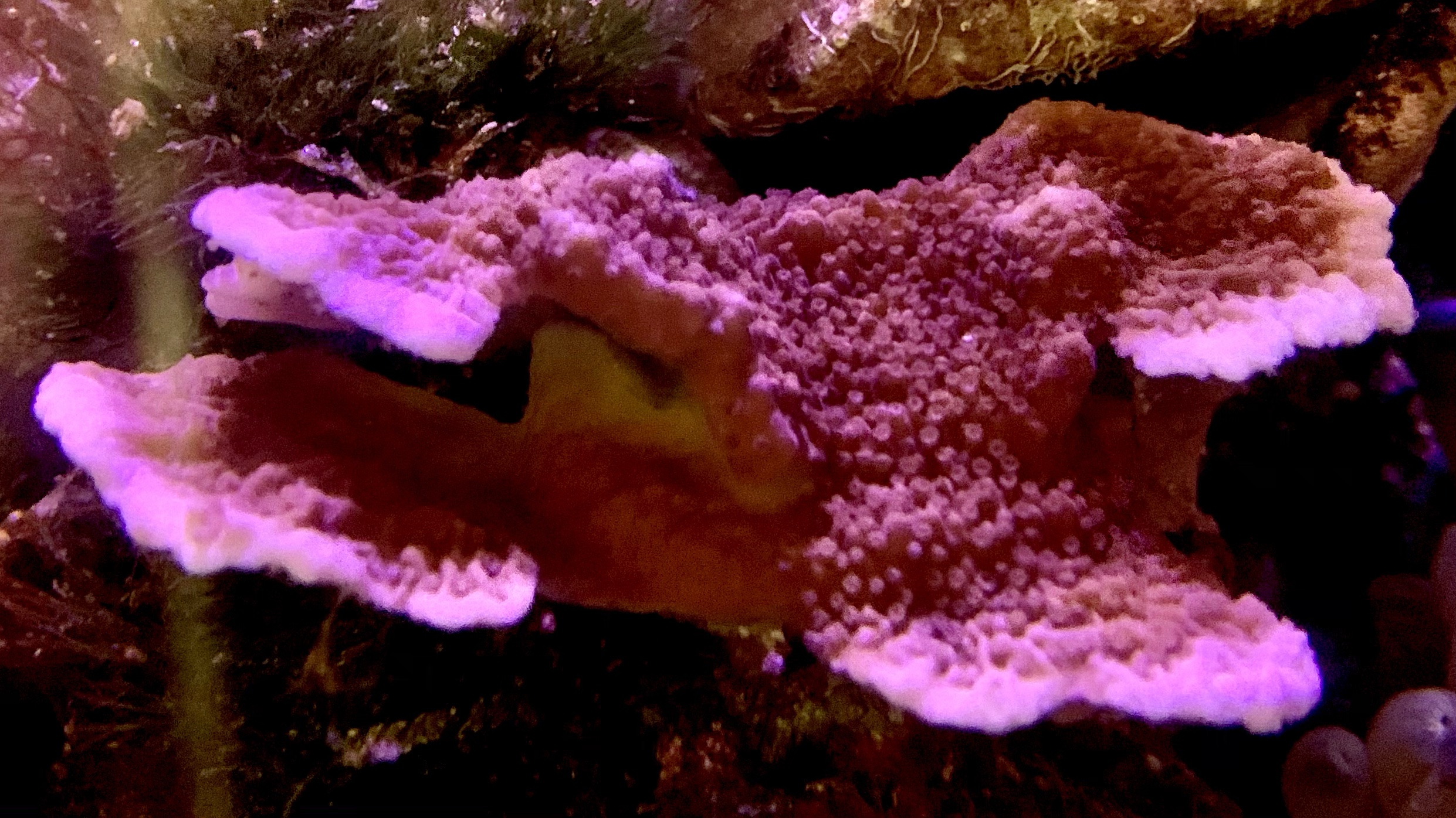 海水水槽】SPSの入門種 チヂミウスコモンサンゴ飼育 | NOAH's ARK