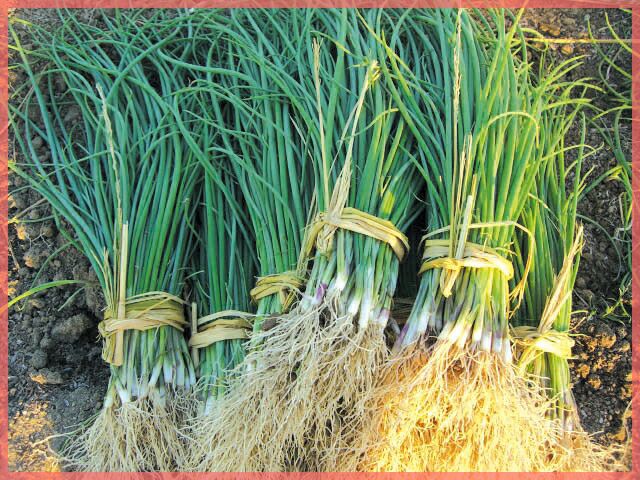 玉ねぎ苗 【予約】 【 中晩生 ネオアース 】 約500本 [ たまねぎ苗