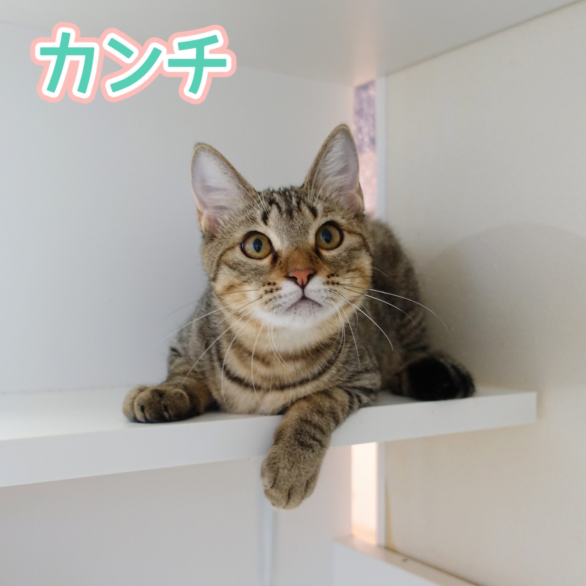 札幌 カンチ – ニャン友ねっとわーく北海道