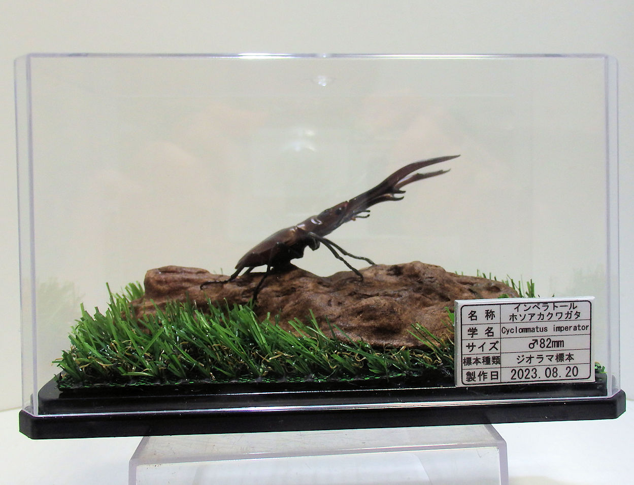 インペラトールホソアカクワガタ♂82mmレプリカ標本 | オオクワ京都昆虫館
