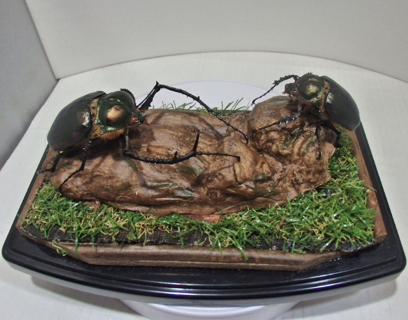 ジオラマ標本キットを活用して、自らジオラマ標本を作製しよう