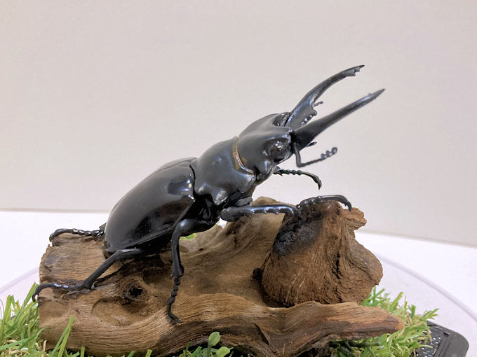 オオクワ京都昆虫館：クワガタ カブトムシ 昆虫標本 昆虫イベントの