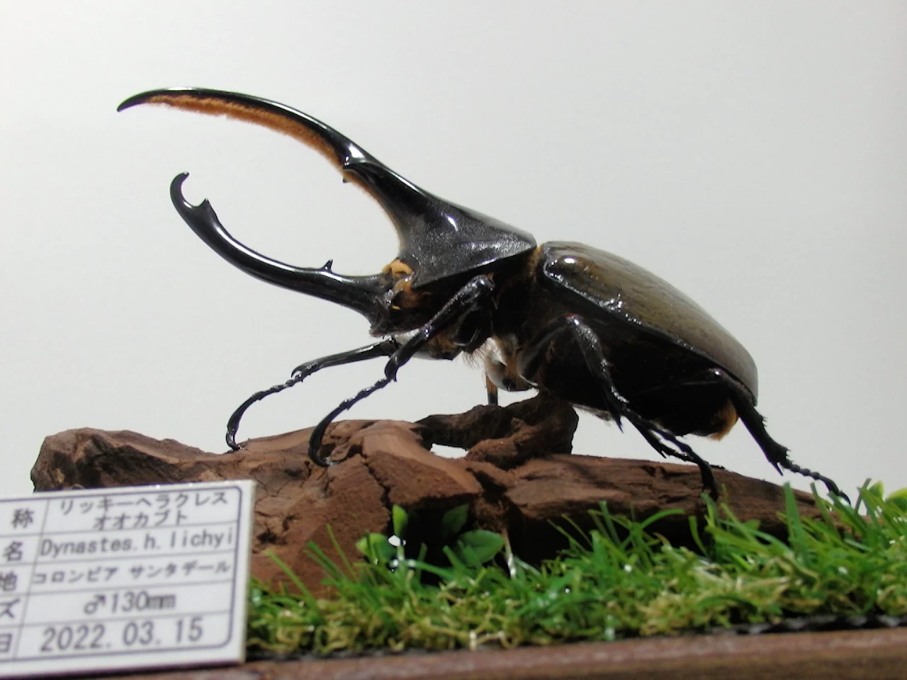 外国産カブト3種 標本 ヘラクレス・リッキー エレファス コーカサス 外