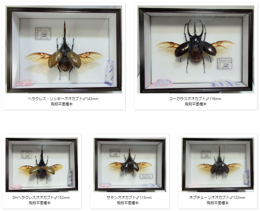 イイジマゾウカブト♂115mm 飛翔標本 | オオクワ京都昆虫館 レンタル