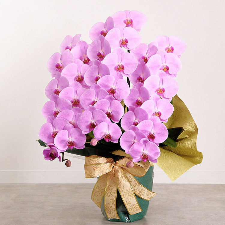 ピンク大輪胡蝶蘭 グレイス3本立ち36輪程度（つぼみ数含む） – orchisshop