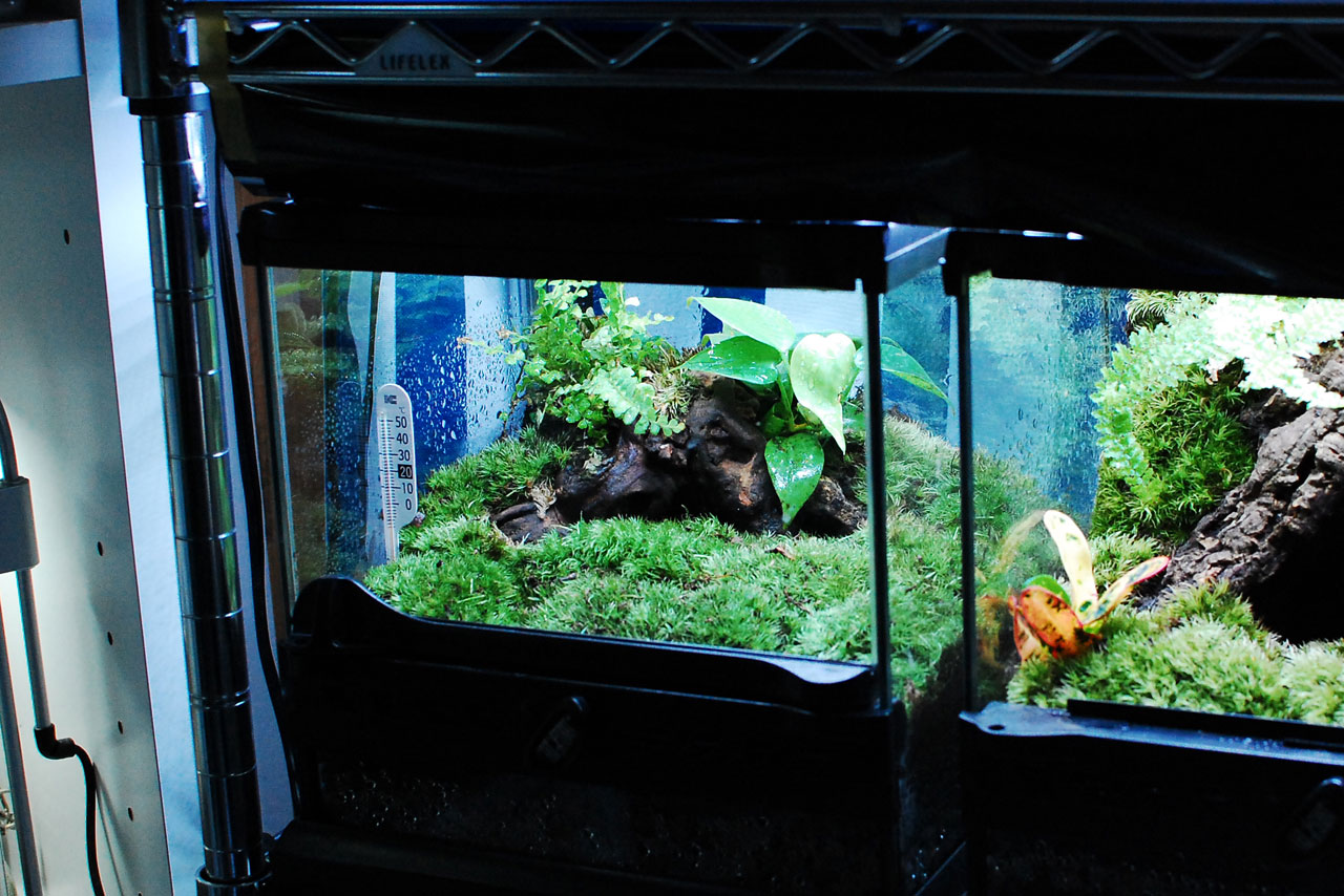 イモリのための苔テラリウム制作ノート。材料や作り方をレクチャー