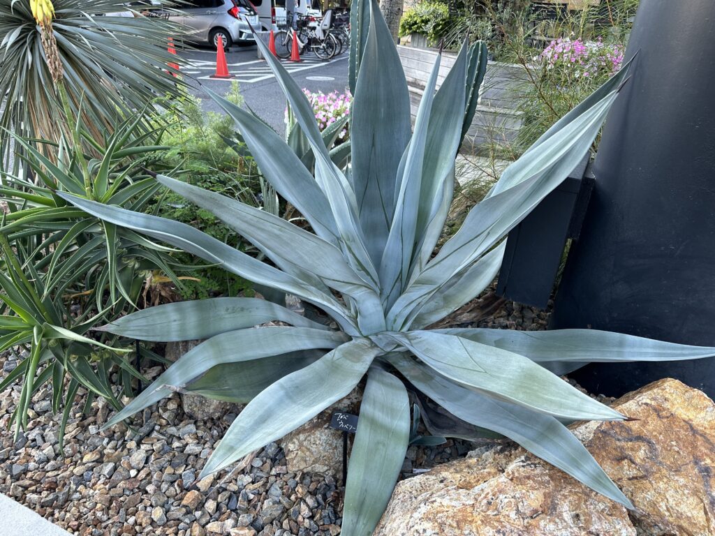 ドライガーデンおすすめ商品ご案内！ | オザキフラワーパーク | オザキ