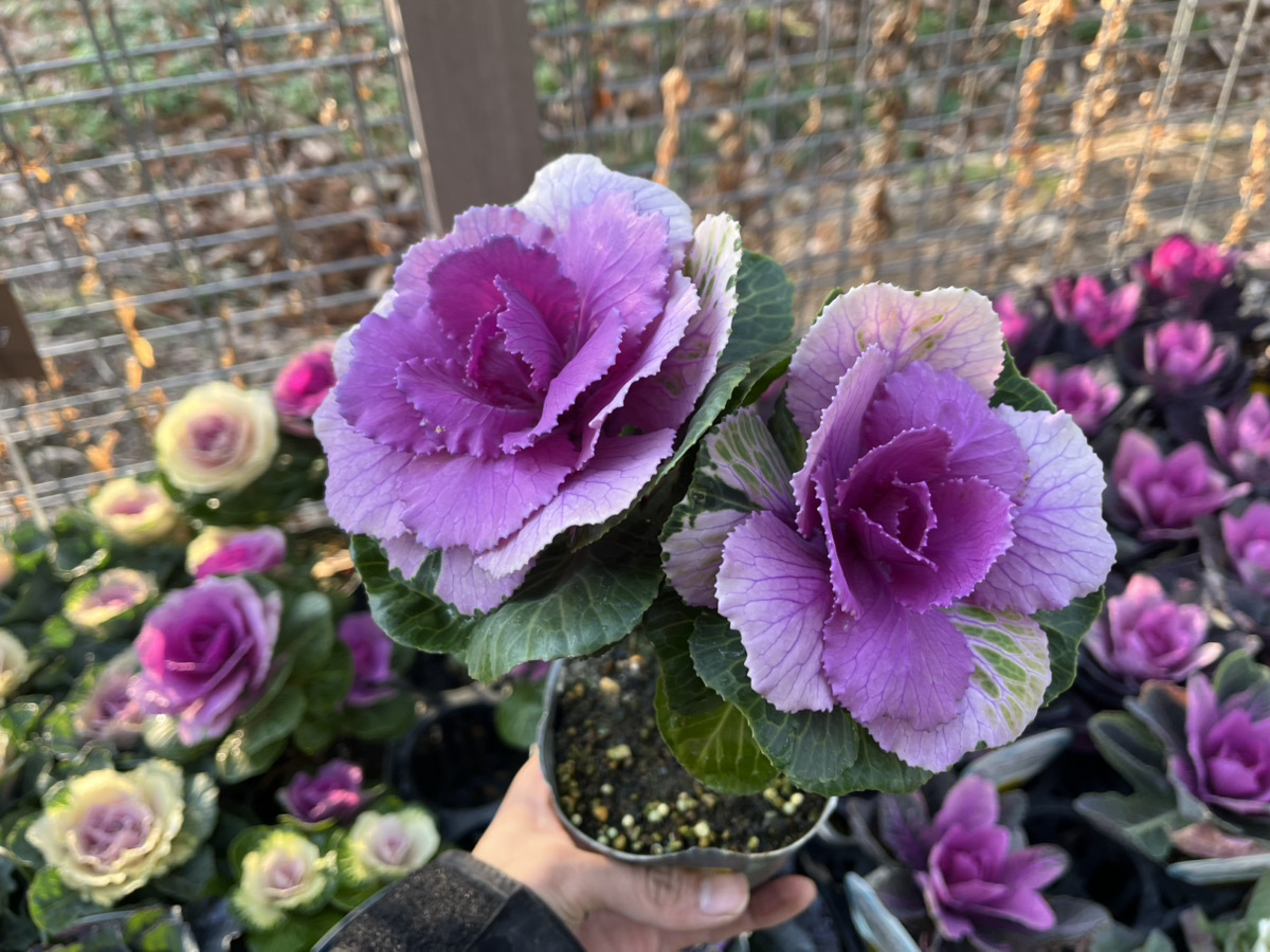 炸裂ハボタン！！！～冬の寄せ植えの名わき役～ | オザキフラワー