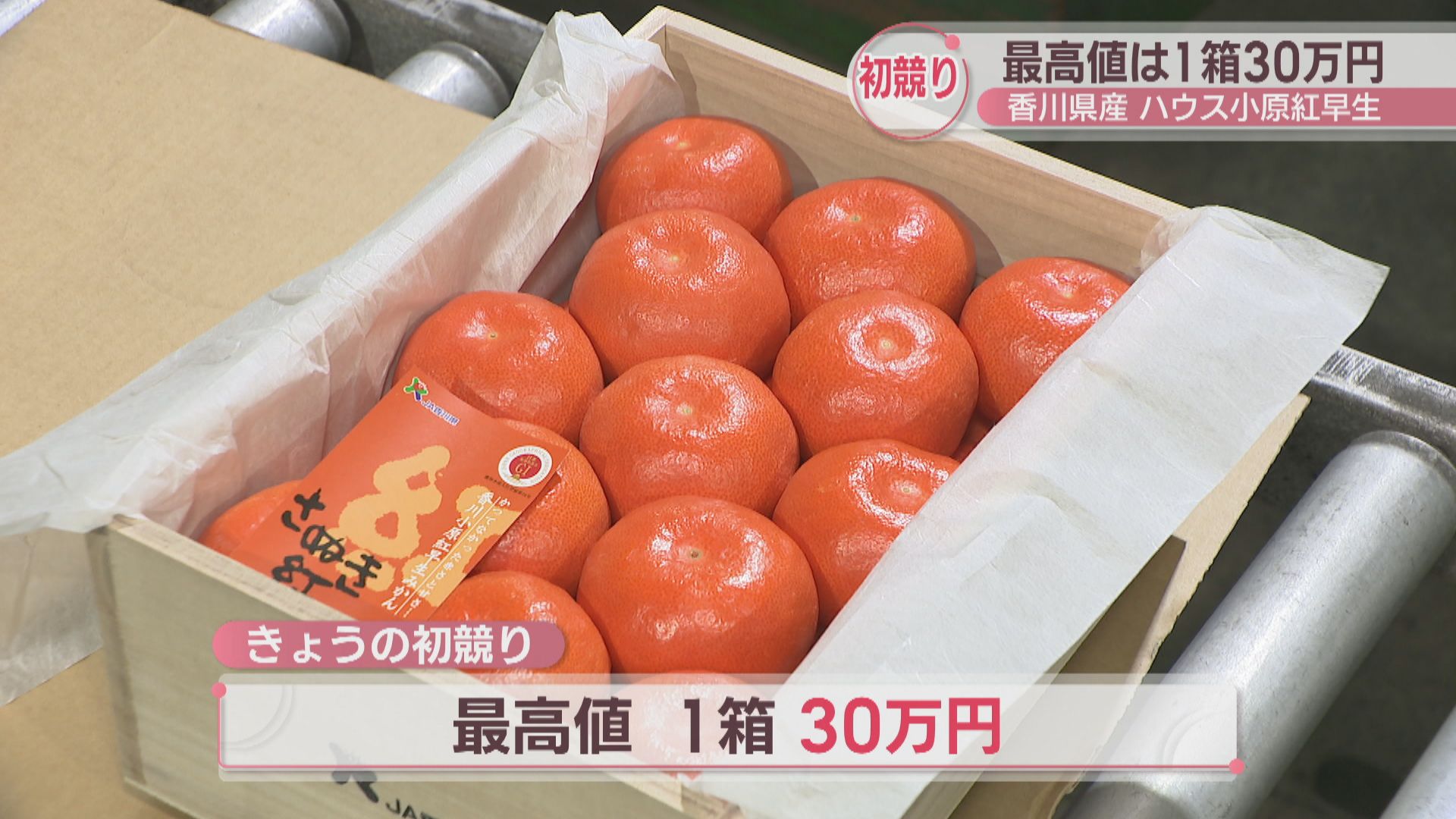 kazuページB・混合梱包品「小原紅早生3年生」＋「みはや」1本・合計2