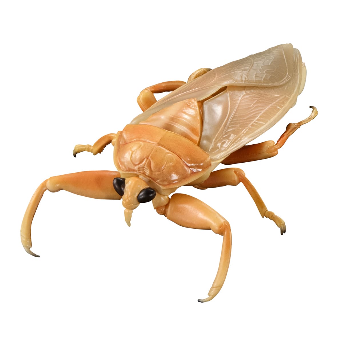 いきもの大図鑑アドバンス 水生昆虫タガメ | ナムコパークス