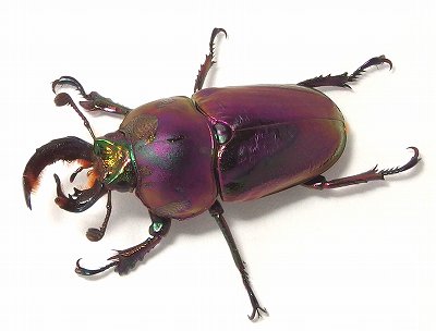 パプアキンイロクワガタ特殊カラー血統から羽化した 雌雄モザイク