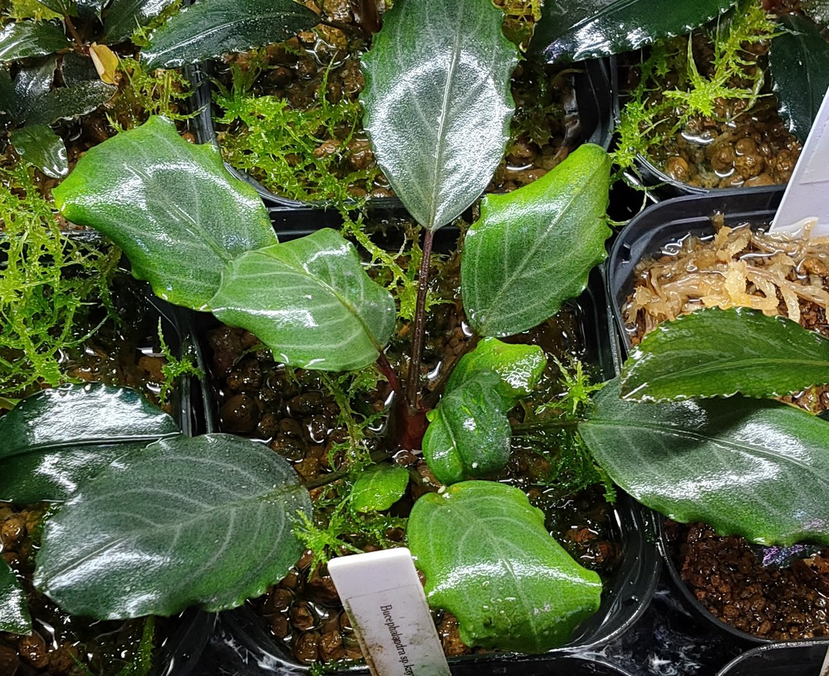 ブセファランドラSPパールグレイTB便 順調に育っていた水上育成パール