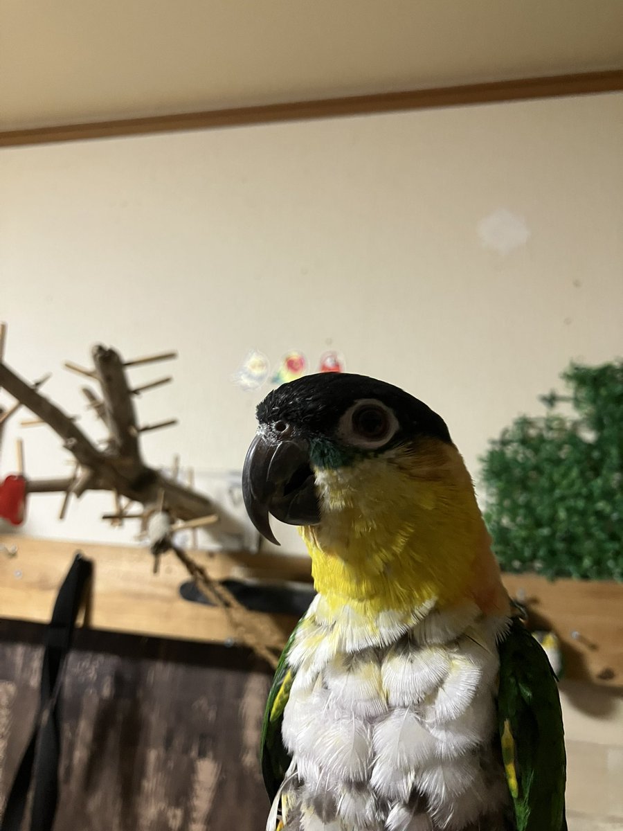 shu☆備長炭止まり木販売 (@shu_carbon) / Posts / X