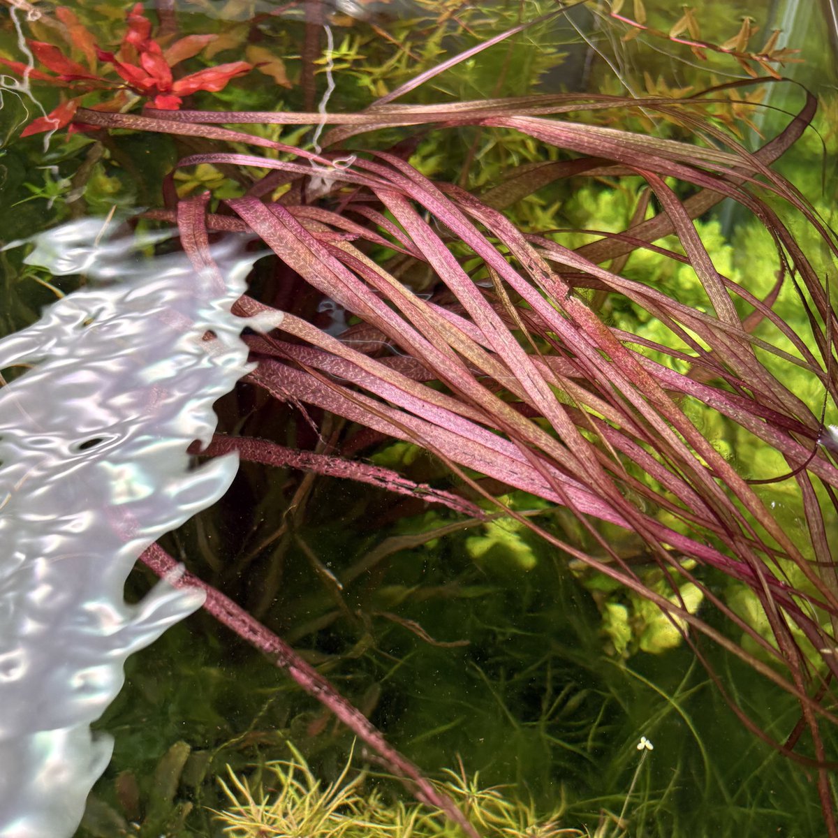 エキノドルス ホレマニーレッド バース便 エキノドルス ホレマニー