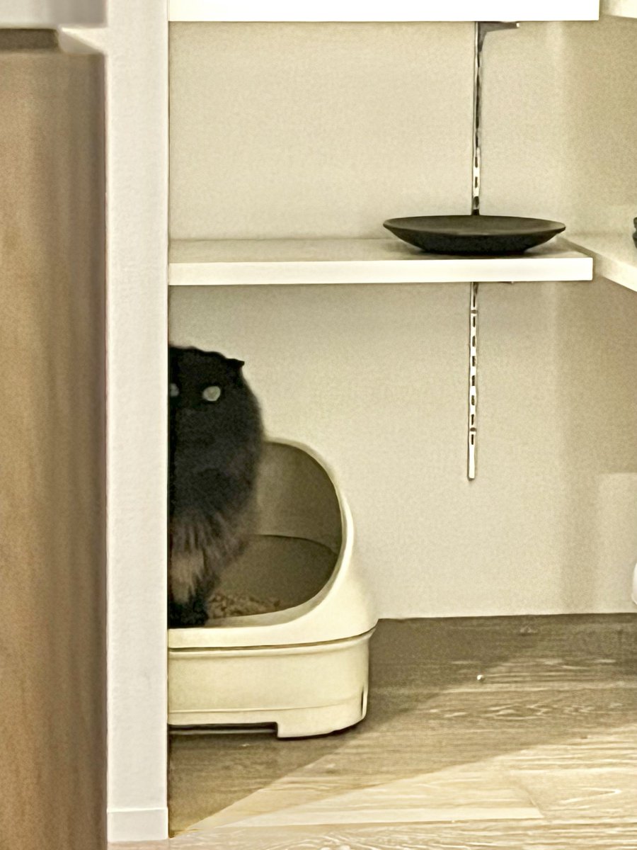 ねこさん🦉元保護猫フクロウ (@necosan__cat) / Posts / X