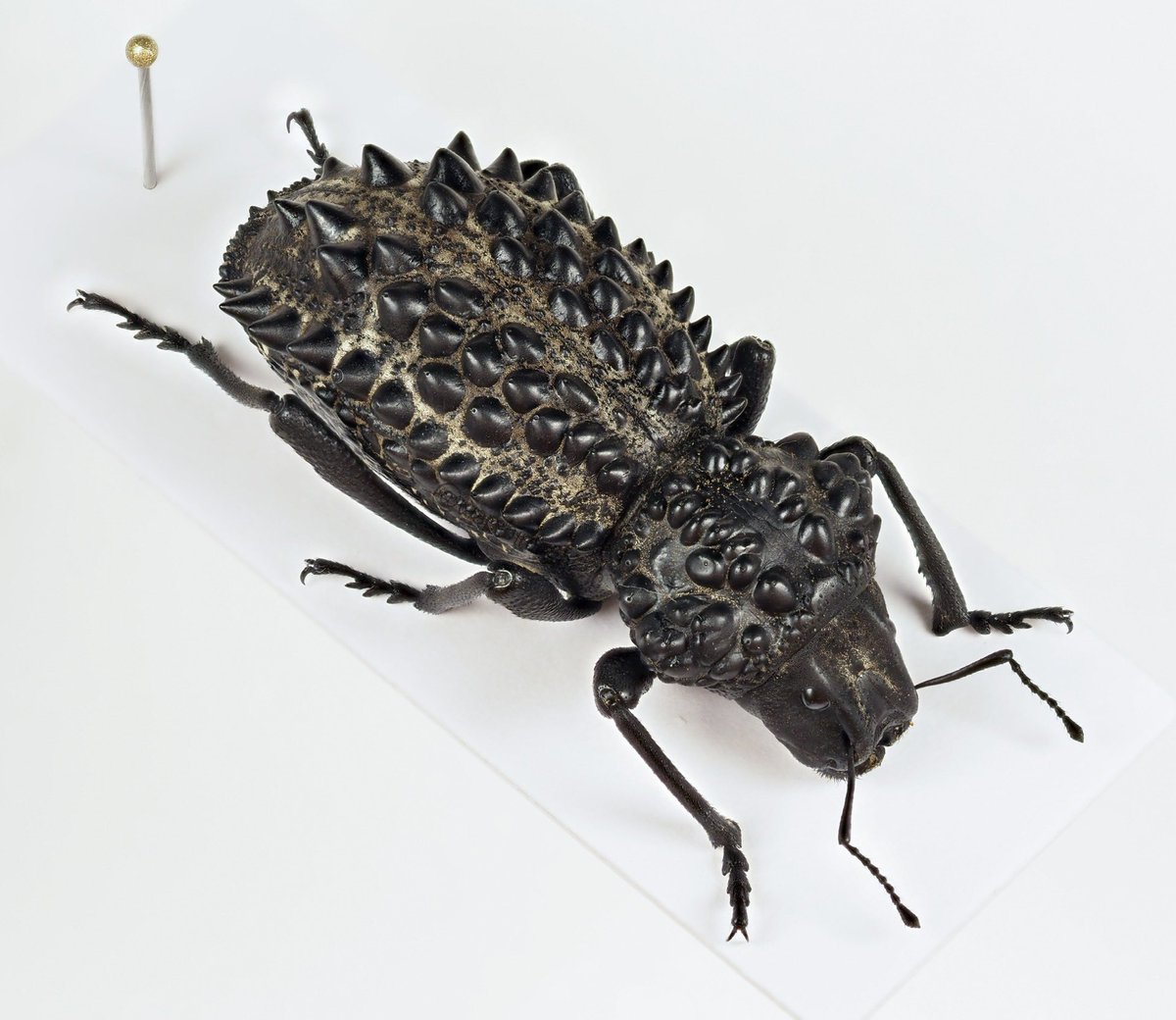 Gagatophorus schoenherri (Hope, 1835) オーストラリア西部固有の