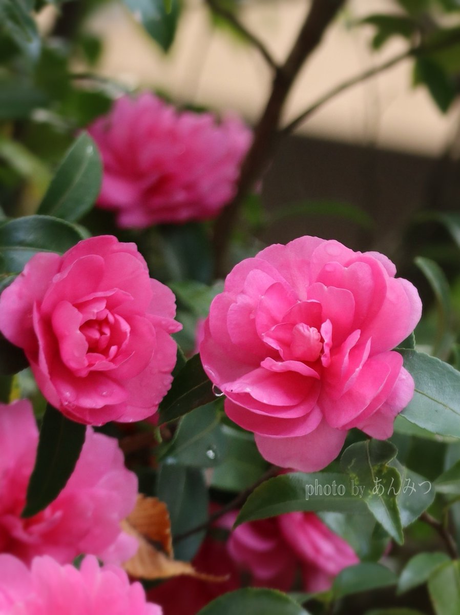 ☆あんみつ☆ (@BiDwVv7B2Uh5VYR) / Posts / X