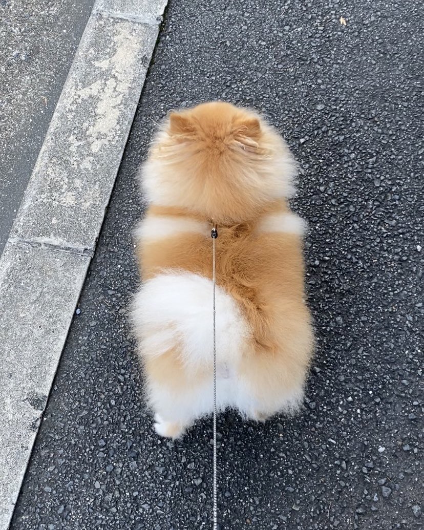 ポメラニアンこまめ (@gfPaOgtThRvy6QP) / Posts / X