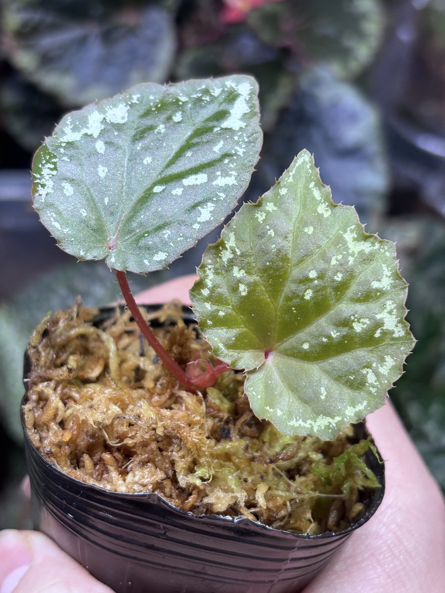 Begonia '春雪' 【ZOE0324-hyb.12】 オリジナル交配種。3元交配の子