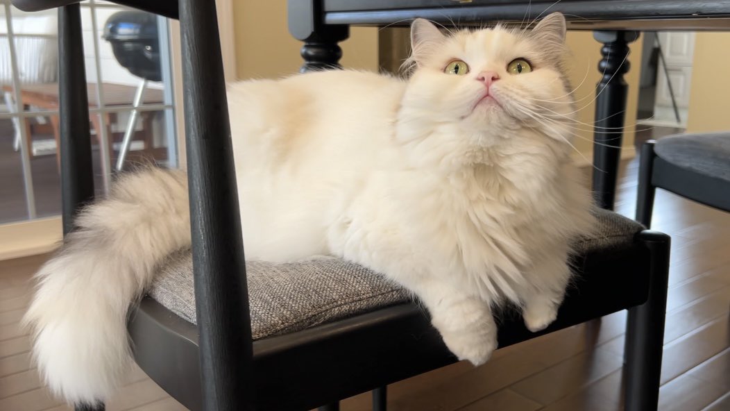 ニャンチューバーつくし (@tsukushitube) / Posts / X