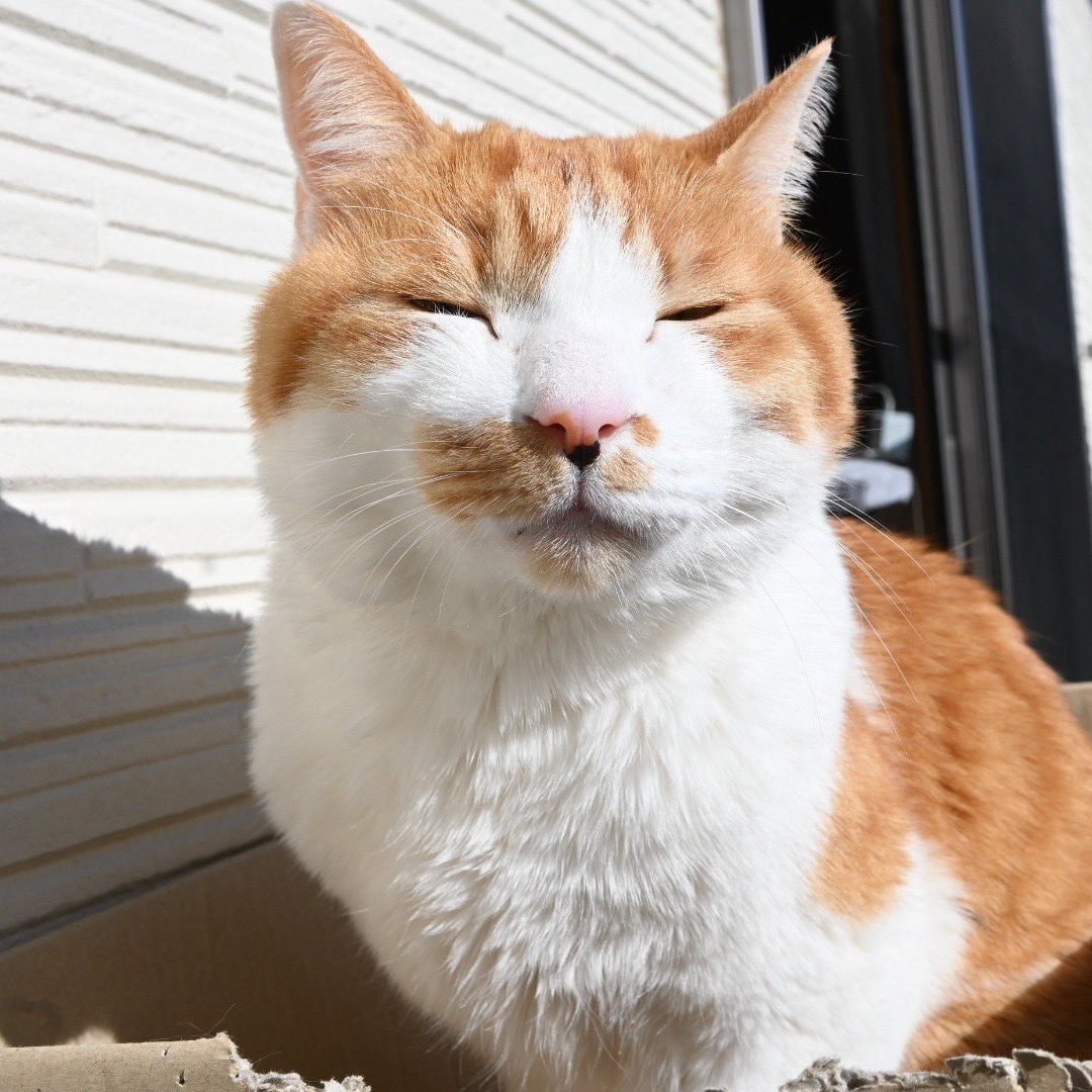 うさねこ (@rabbicat_neko) / Posts / X