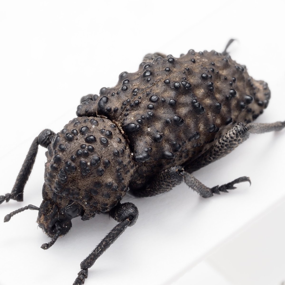 Euomus stephensii / Australia🇦🇺 西オーストラリア固有属で3種が