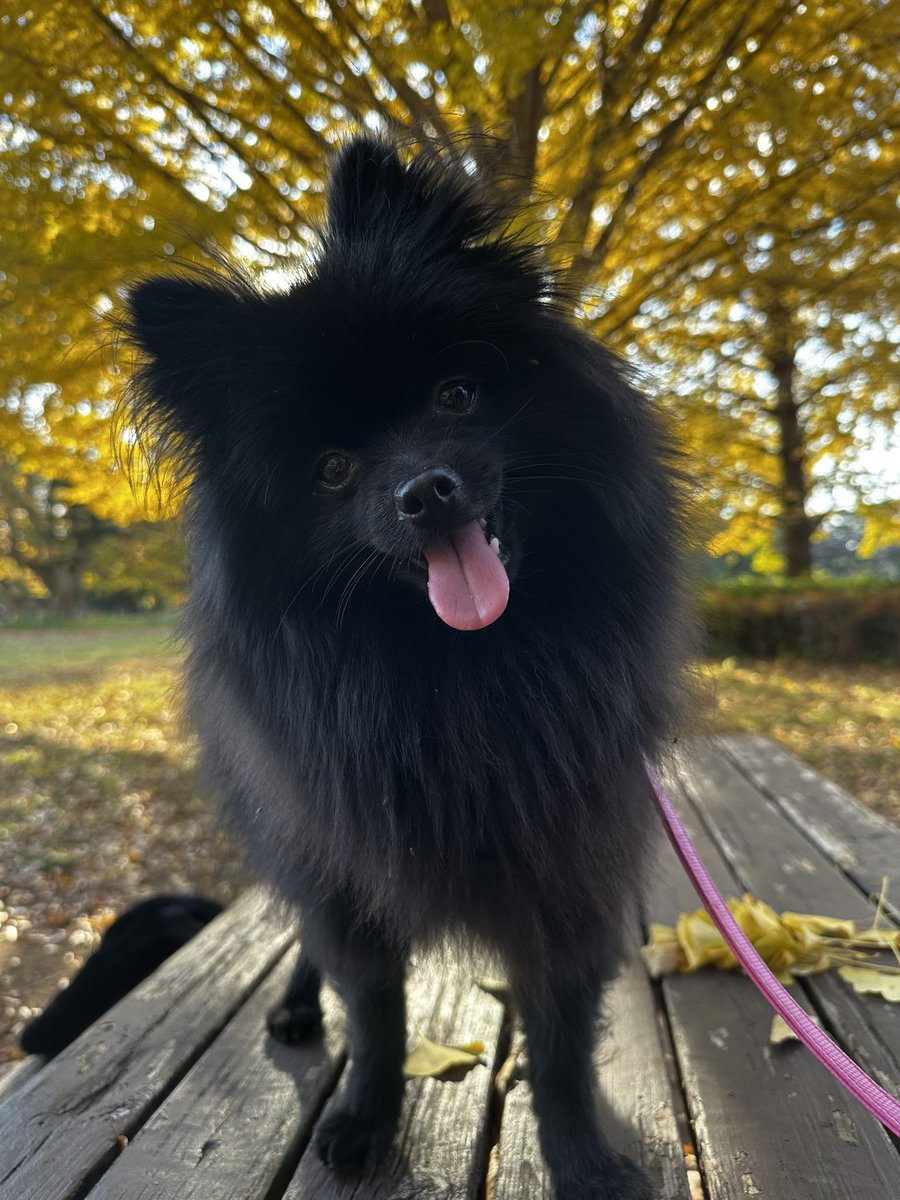 ポメちゃん付き引用ありがたい…🫶