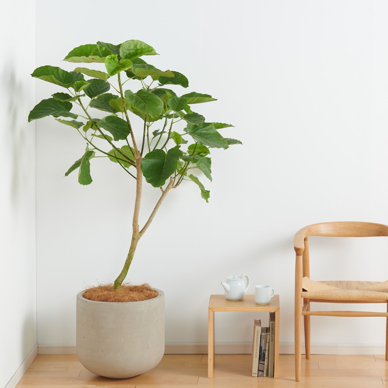 ネット限定】セメント鉢の観葉植物 床置きタイプ セメント素材の