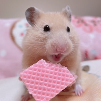 きんくま (@ham0901) / Posts / X