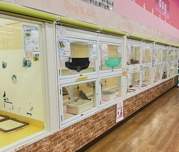 ペットプラザ八尾楠根店 - 【大阪・兵庫のペットショップ】ペット