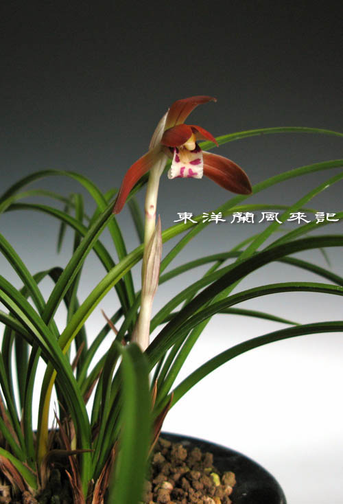 日本春蘭紅花「女雛」など No．906 : 東洋蘭風来記奥部屋