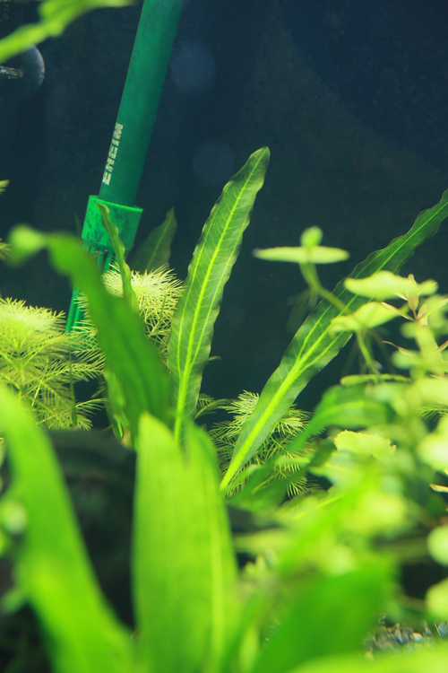 エキノの分類 ホレマニー／ウルグアイエンシス : こにおのぴよりうむ