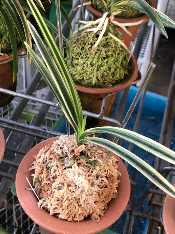 真砂コレクション : □ サムライ オーキッド □ 富貴蘭 セレクト