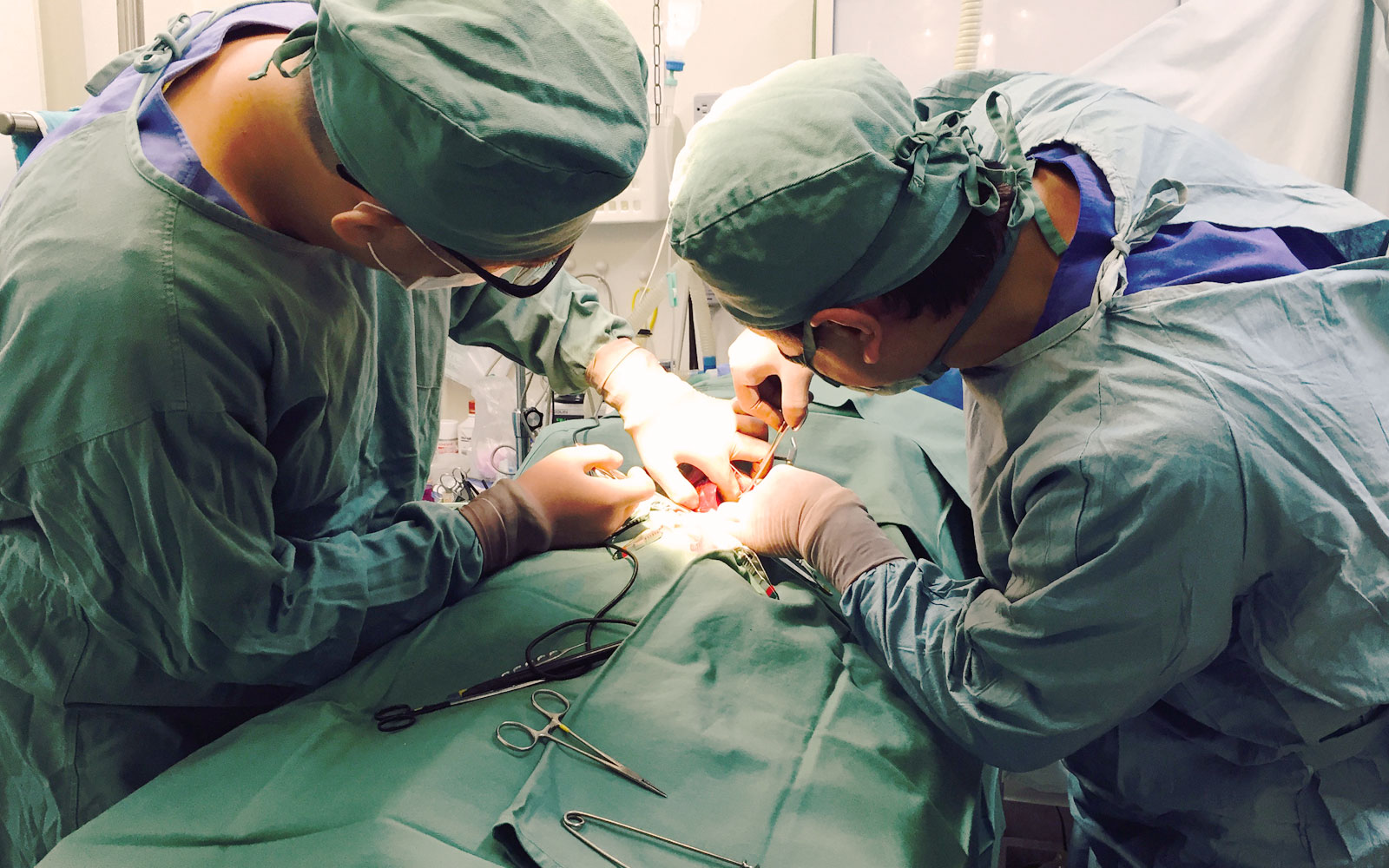 腫瘍外来 - 川口市ピア動物病院