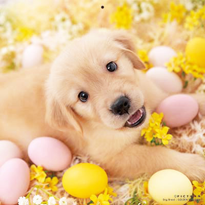 PICTWANカレンダー2026 ゴールデン・レトリーバー【L判】