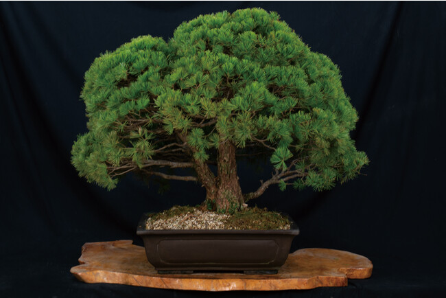 盆栽の女王】赤石五葉松のレンタルが可能に！盆栽がもっと身近になる