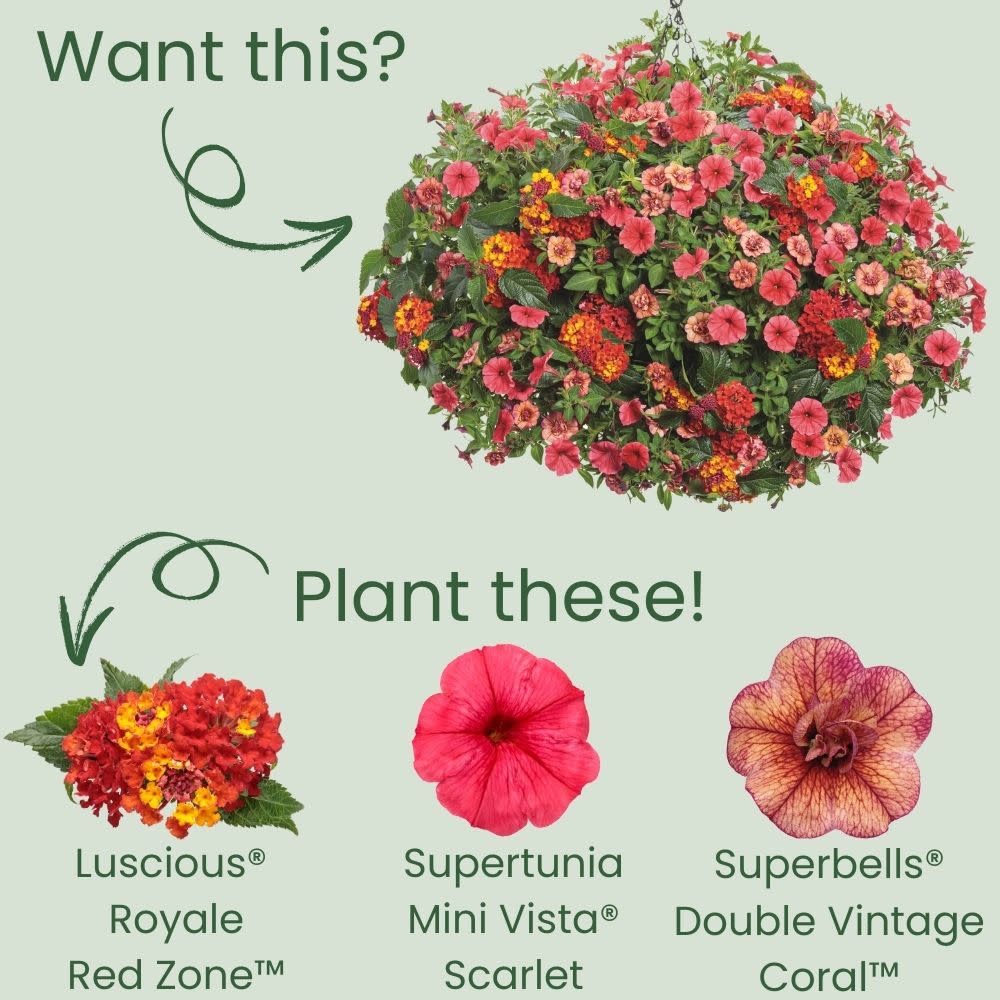 Lantana | Luscious® Royale Red Zone™ | Proven Winners® Annuals