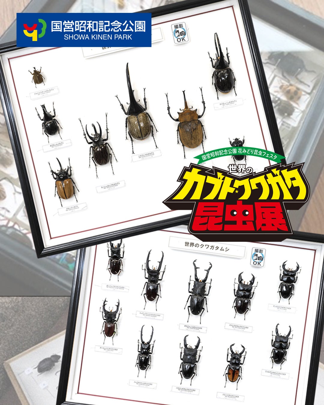 観て、触れて、学ぼう！『世界のカブト・クワガタ昆虫展』開催