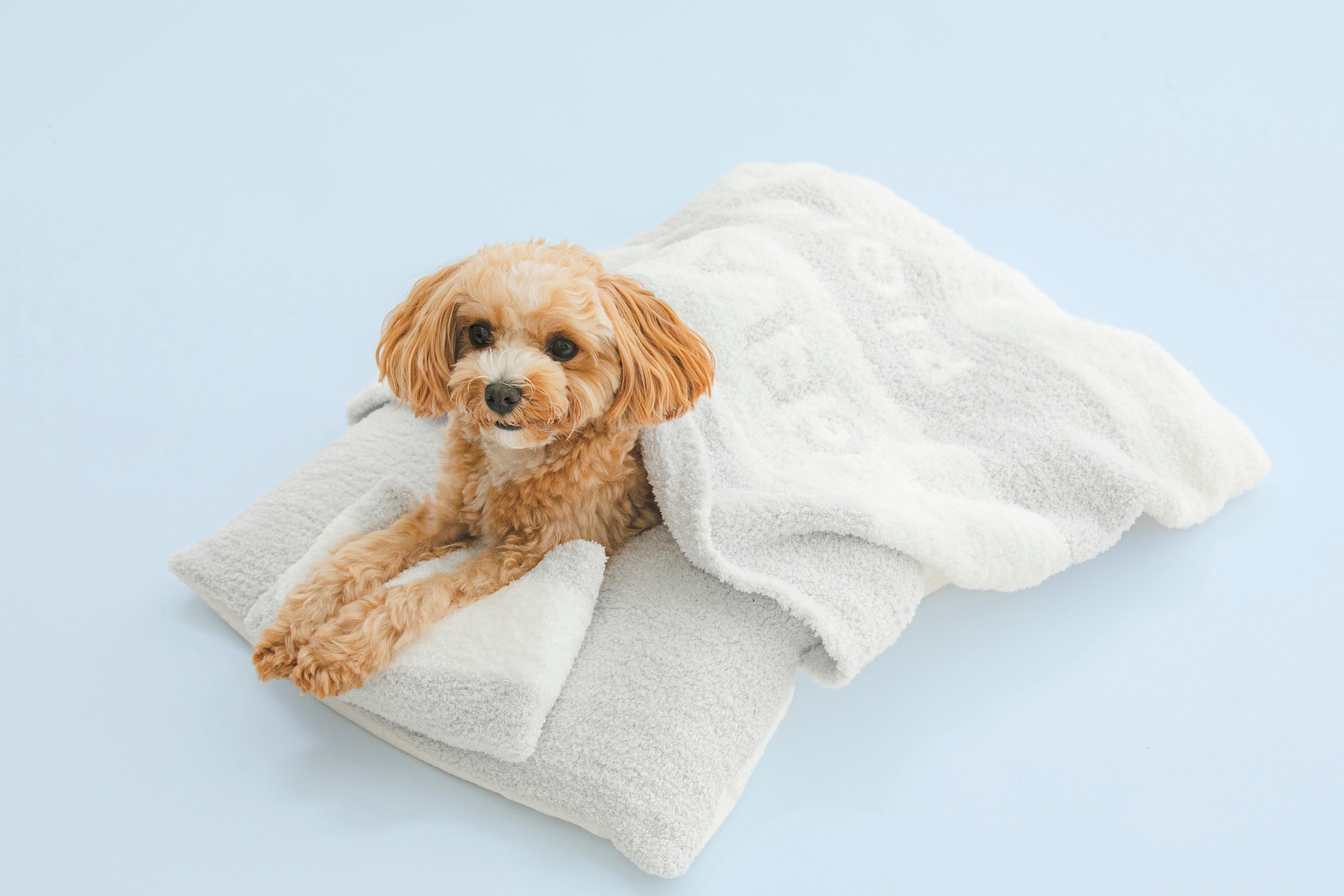 ジェラート ピケ」より初の犬猫用アイテムが登場！新ライン【GELATO