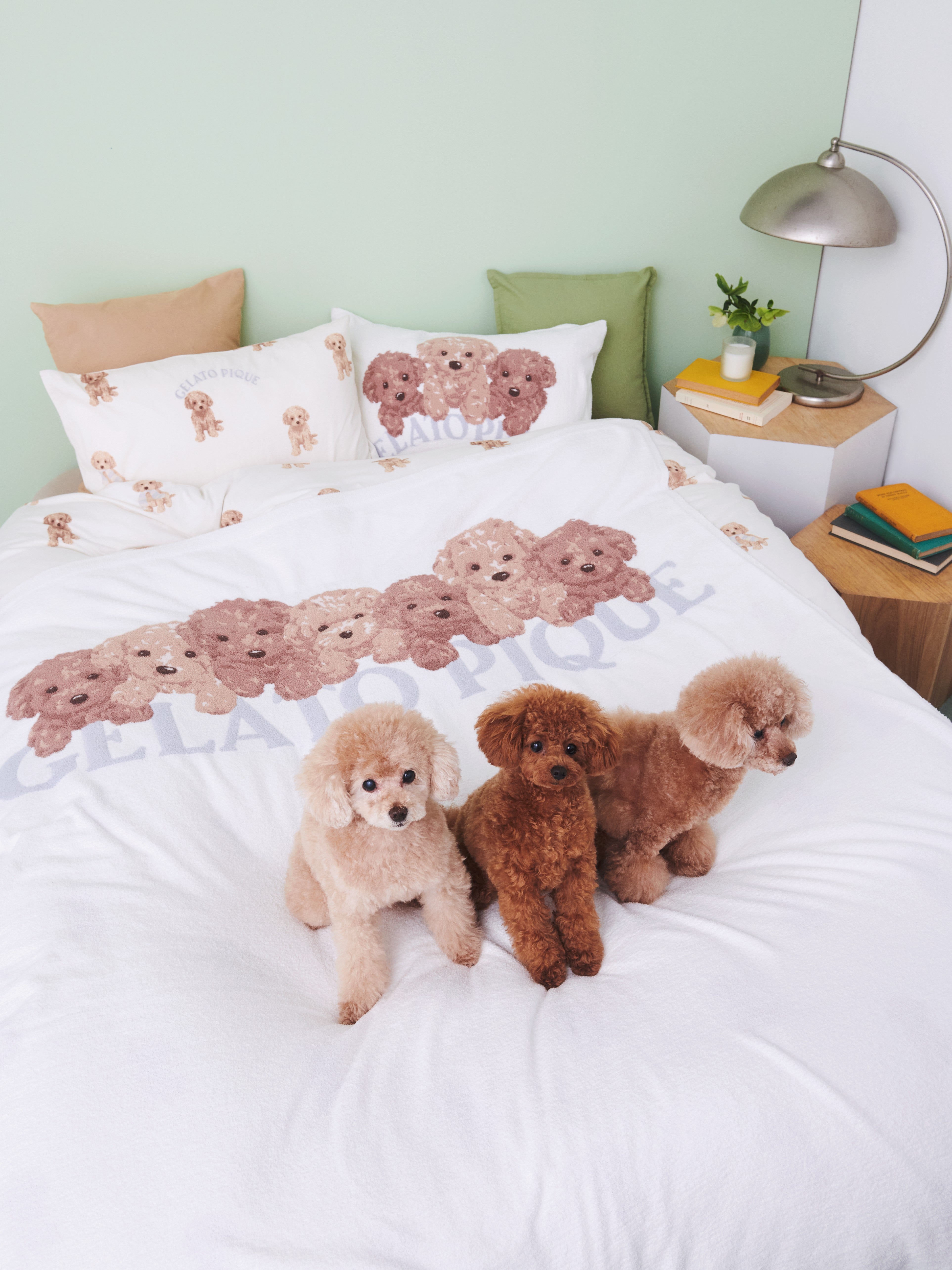 gelato pique(ジェラート ピケ)】甘えたような表情が愛らしいトイ