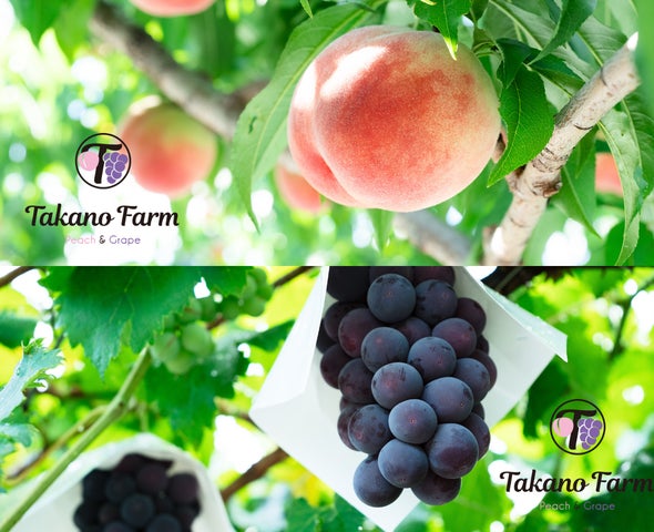 日本初⁉』山梨県産甲州ぶどうの種ありフリーズドライフルーツ！山梨の