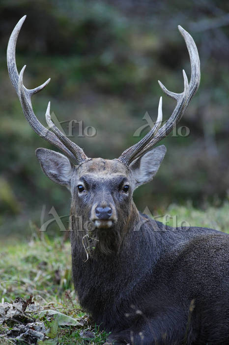 北海道 エゾシカ [5644152]の写真素材 - アフロ